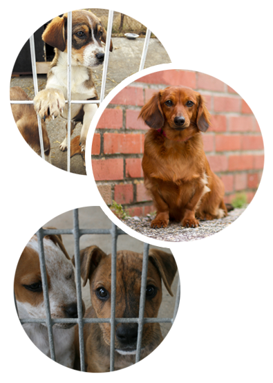 Adoptez un chiot