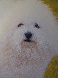 chien-problème de comportement