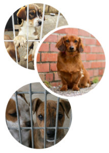 Adoptez un chiot