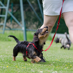 education pour chien