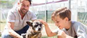 les raches de chien