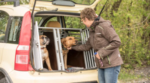transport pour chien
