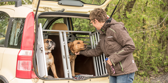 transport pour chien