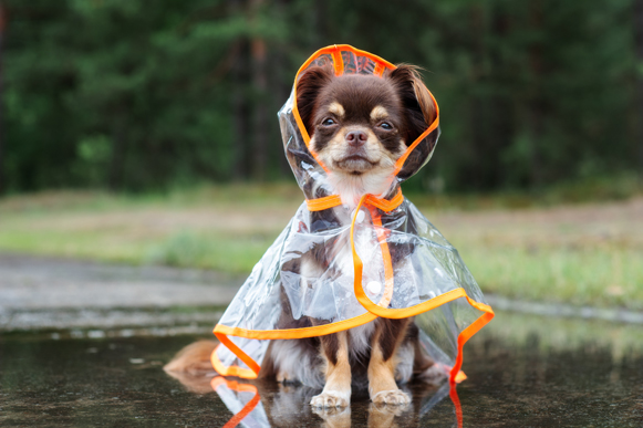 vetement pour chien