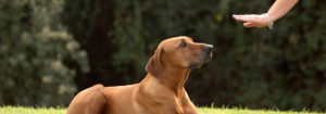 dresser son chien
