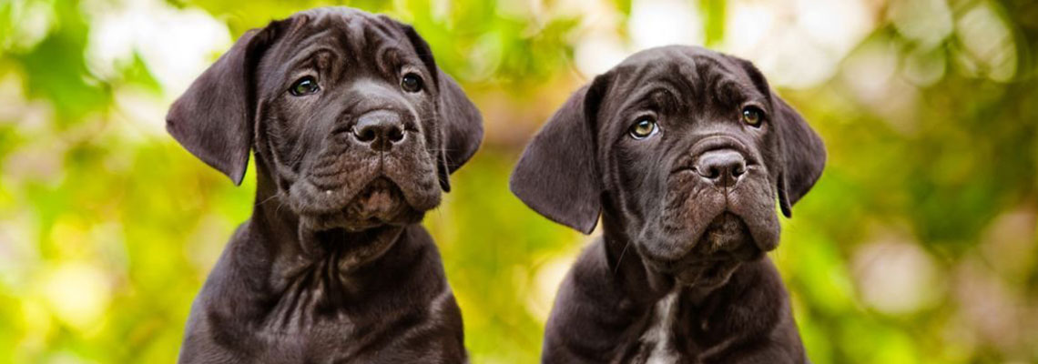 Cane corso