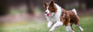 Chien