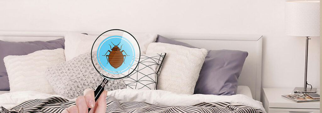 Comment se débarrasser d’une invasion de puces ? 5 astuces