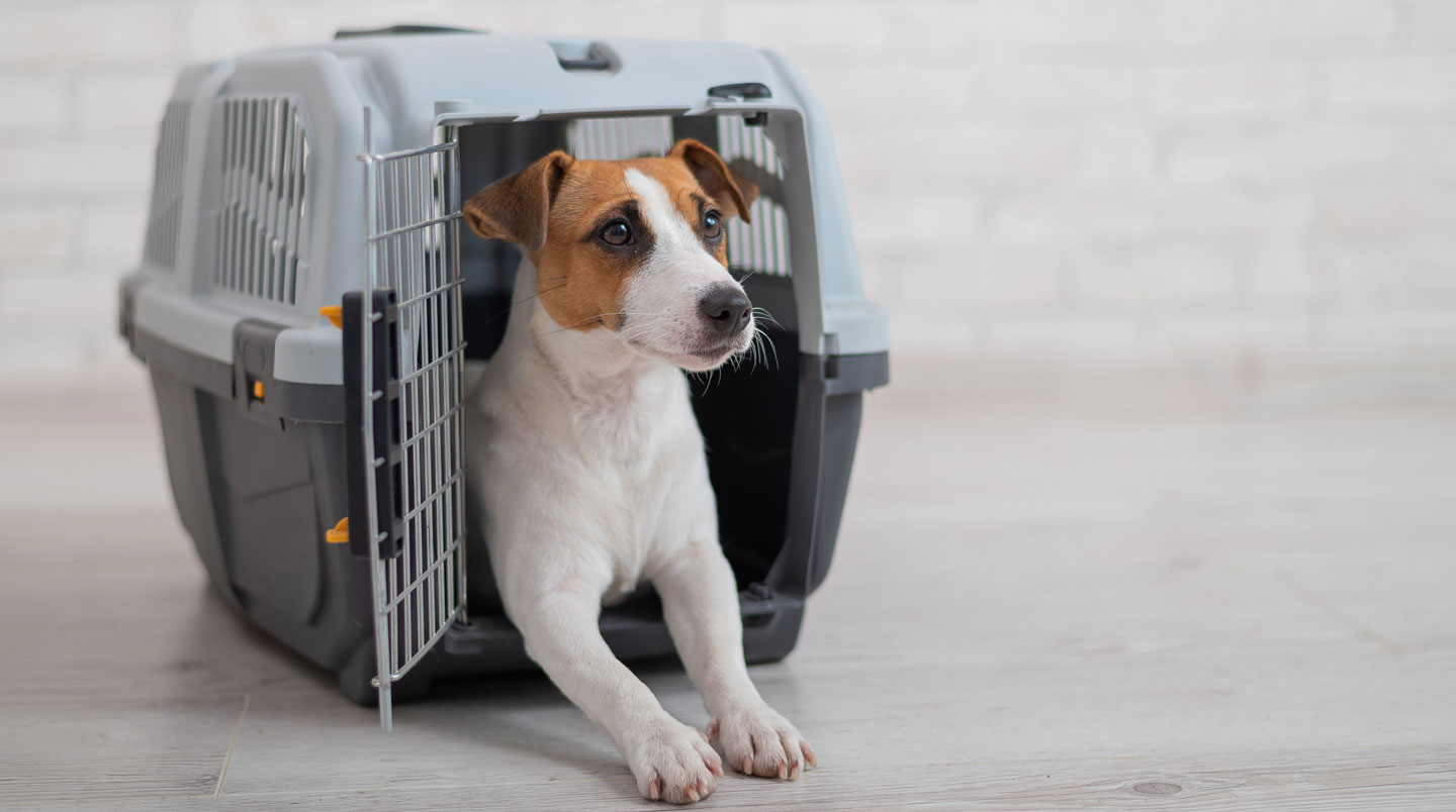 Trois types de caisses de transport pour chien : plastique, métal et sac souple, présentés côte à côte.